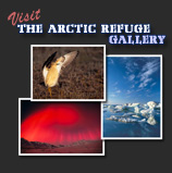 Visit the Arctic Refuge Gallery