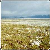 Arctic Refuge in bloom